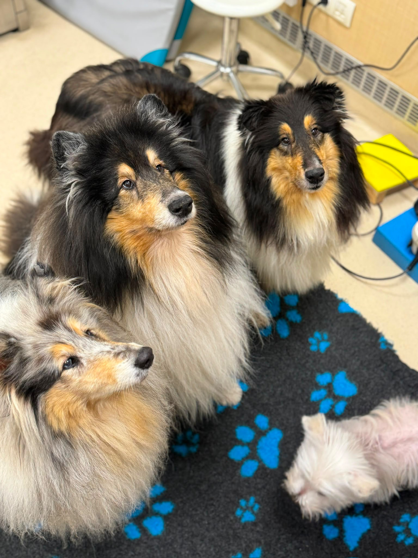 Traja shelties v priestoroch centra wetPet