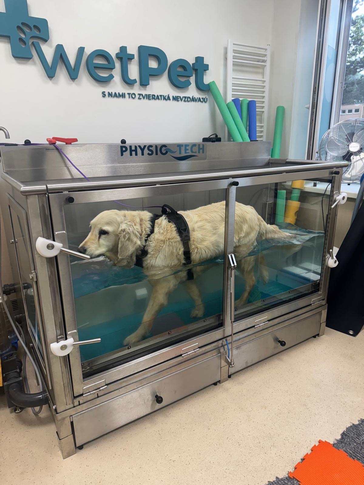 Golden retriever v podvodnom bežeckom páse PhysioTech v centre wetPet