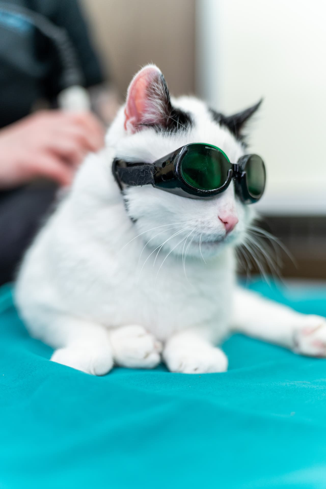 Laseroterapia mačky v ochranných okuliaroch v centre wetPet