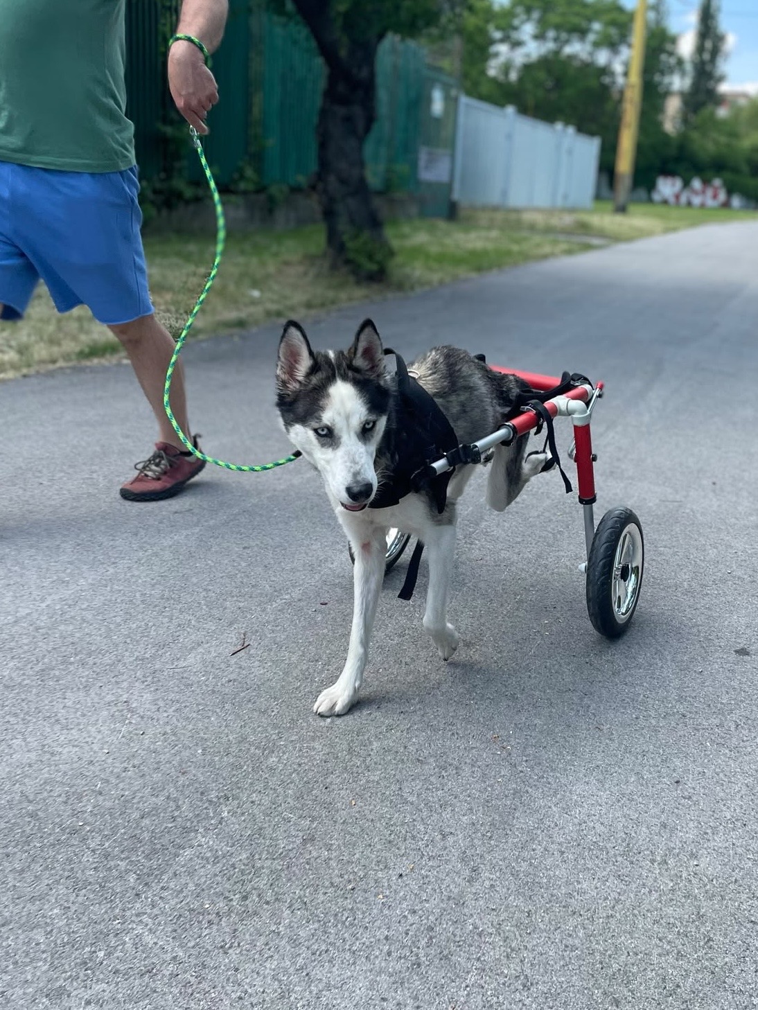 Husky s rehabilitačným vozíkom počas prechádzky v centre wetPet