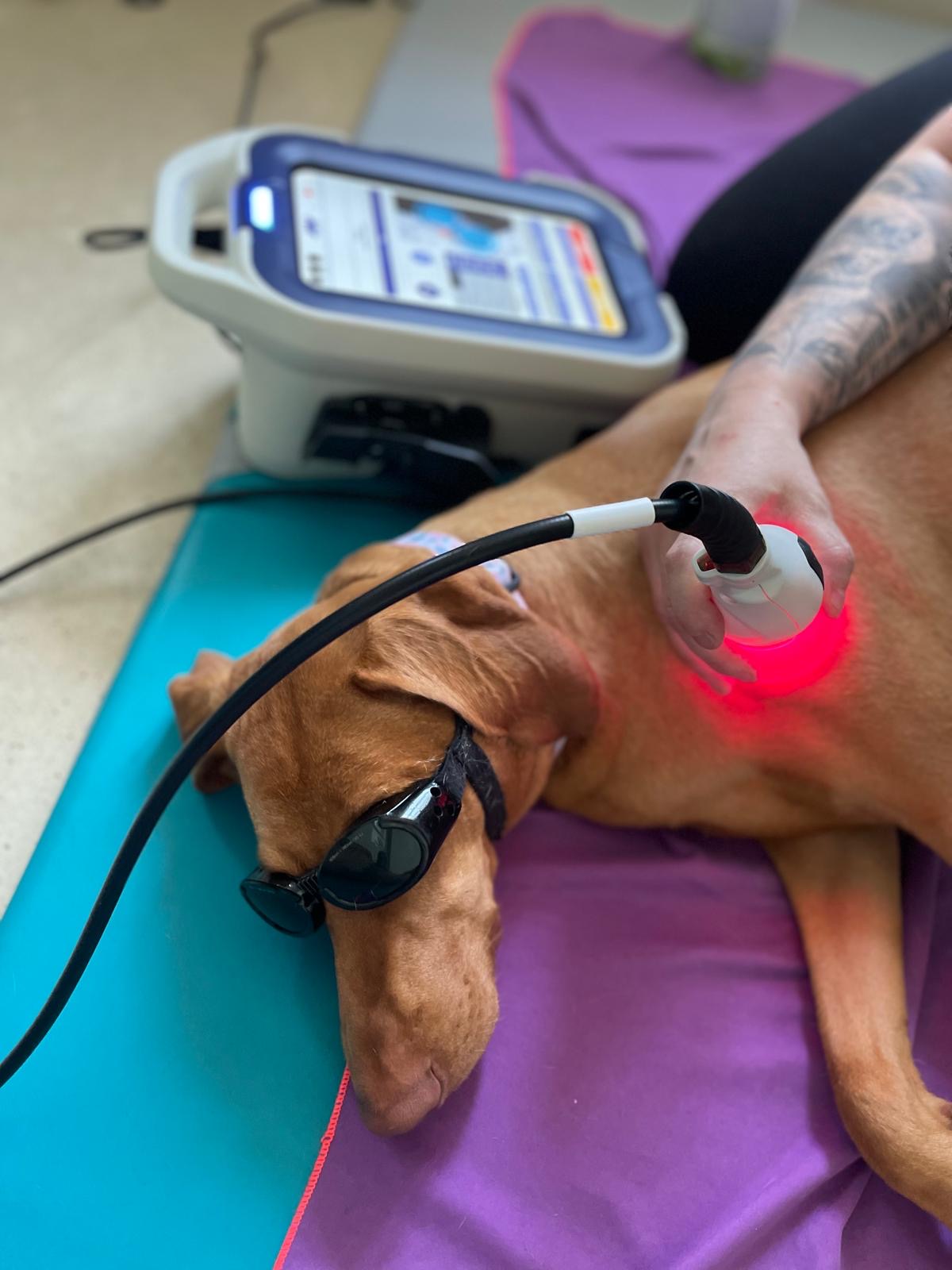 Laseroterapia psa v centre wetPet Košice