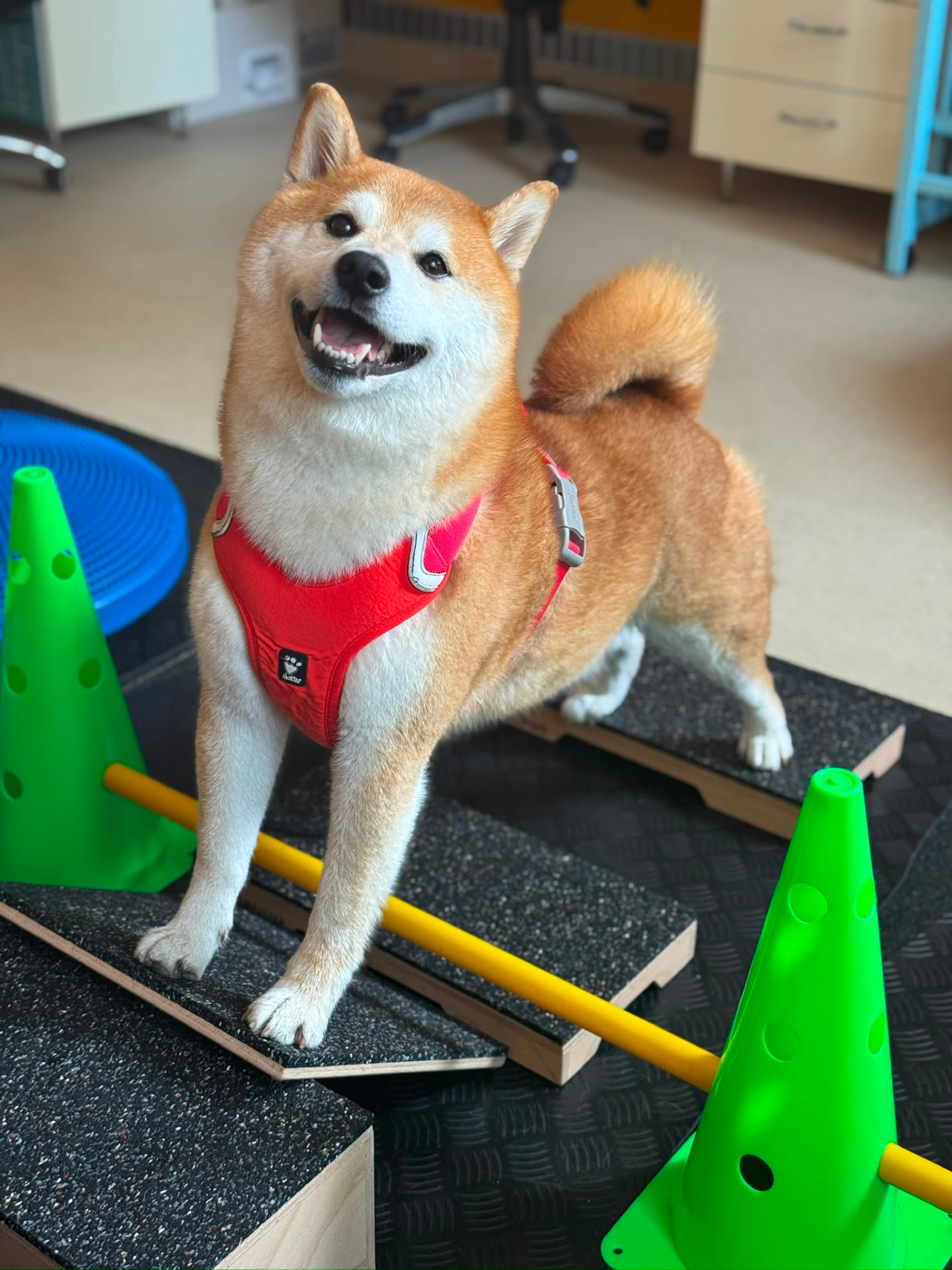 Shiba Inu na balančných pomôckach pri vstupnej návšteve vo wetPet